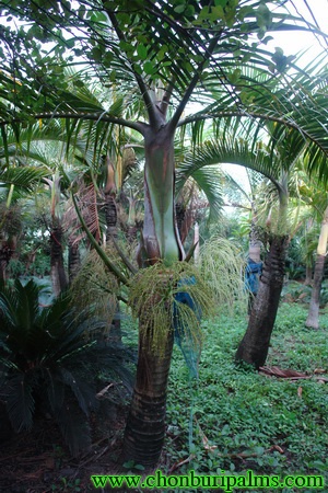  Spindle palm 